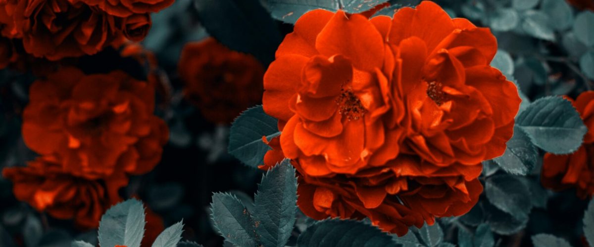 pexels-photo-1187079-1187079 Beautiful red roses in full bloom surrounded by lush green leaves, perfect for romantic themes.