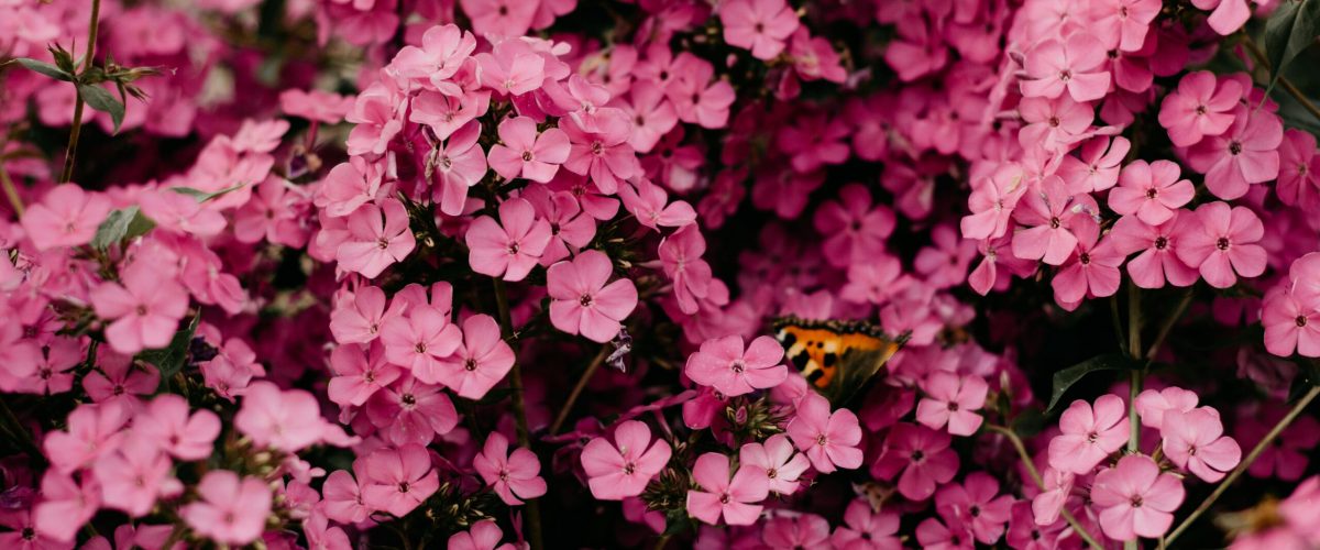 pexels-photo-1408221-1408221 A beautiful butterfly perched on vibrant pink phlox flowers in full bloom.
